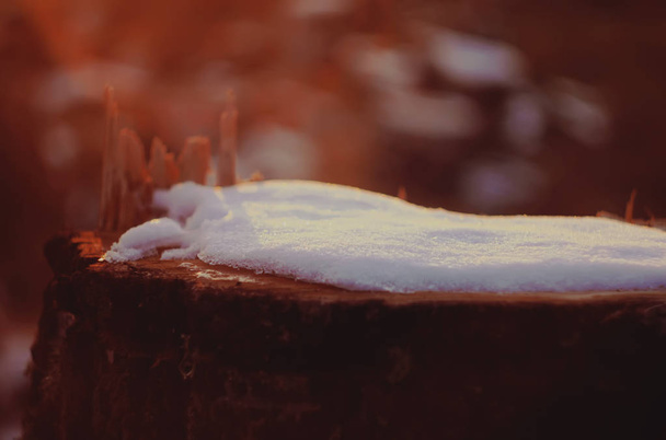 souche de bouleau avec une neige dans la forêt
 - Photo, image