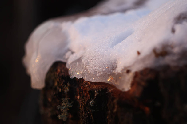 森の中に氷で覆われた白樺の木の切り株 - 写真・画像