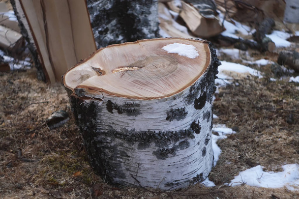 Birch firewood in the forest - Photo, Image