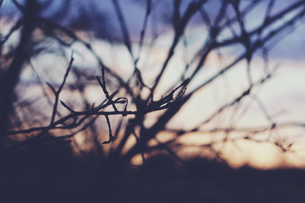 Branches of the tree on bright sunset background - Photo, image