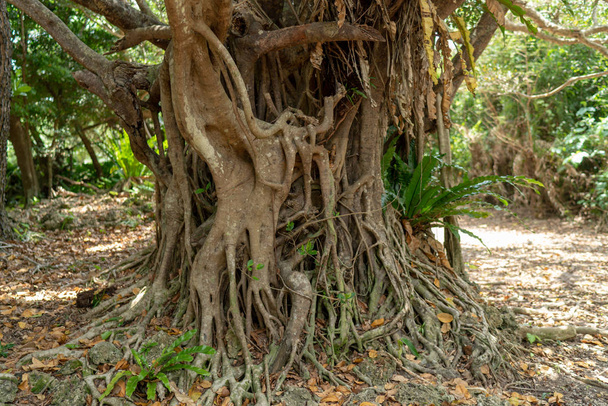 Grande árvore banyan na ilha de taketomi
 - Foto, Imagem