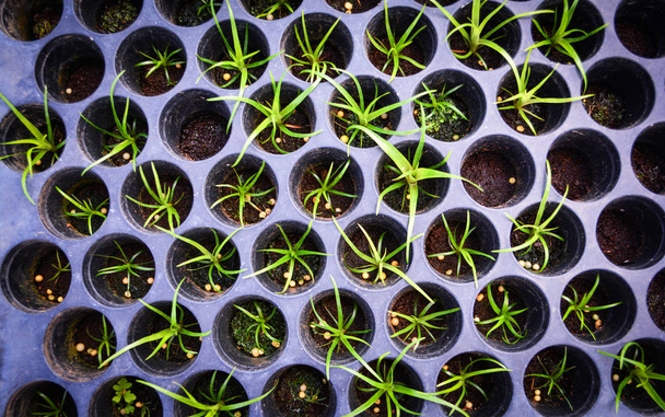 Μικρά σπορόφυτα νεαρά φυτά αναπτύσσονται στο φυτώριο λουλούδι σε γλάστρες πλαστική θήκη - κάτοψη - Φωτογραφία, εικόνα