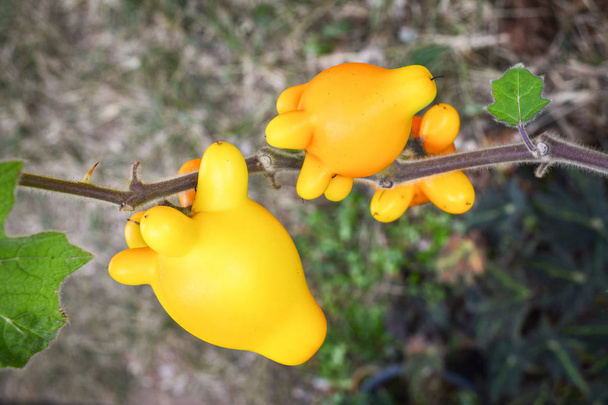 Ňadro bradavku ovoce žlutá lilek na stromě v zahradě / Solanum mammosum ožehavé Popolo - Fotografie, Obrázek