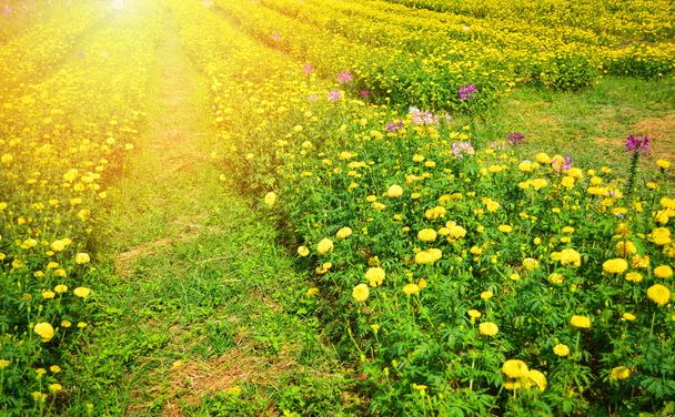 Żółty kwiat kwitnąć lato wiosna kolorowy ogród i piękne Nagietek kwiat pole - Zdjęcie, obraz