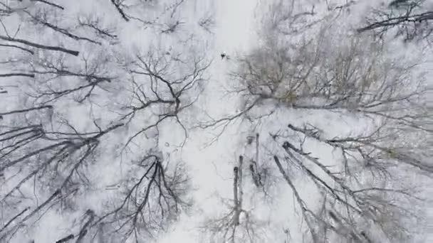 Aérien : Homme et femme courant à travers les bois en hiver
 - Séquence, vidéo