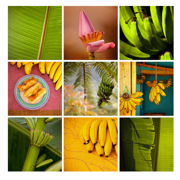 Kolorowa mozaika kilku pięknych zdjęć z bananami, zielone, żółte owoce, kwiaty i liści palmy Banana - Zdjęcie, obraz