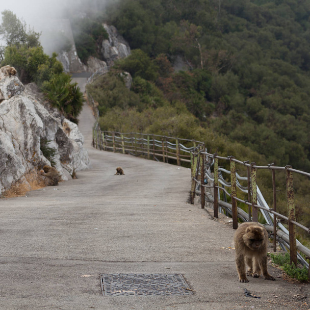 Apinapari kävelee tiellä vuorilla
 - Valokuva, kuva