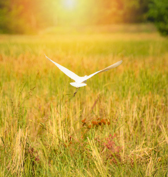 Білі чаплі птах чапля літати на рисовій сфері жовтого золота пшениця / Ardea Альба - Фото, зображення