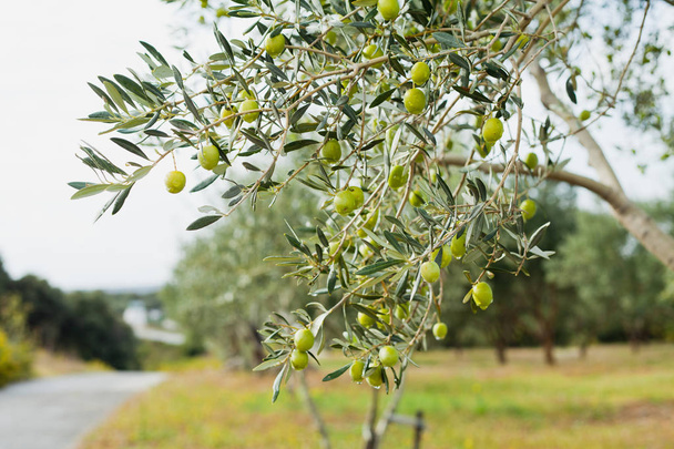 grüne Oliven Baum Hintergrund Tapete - Foto, Bild