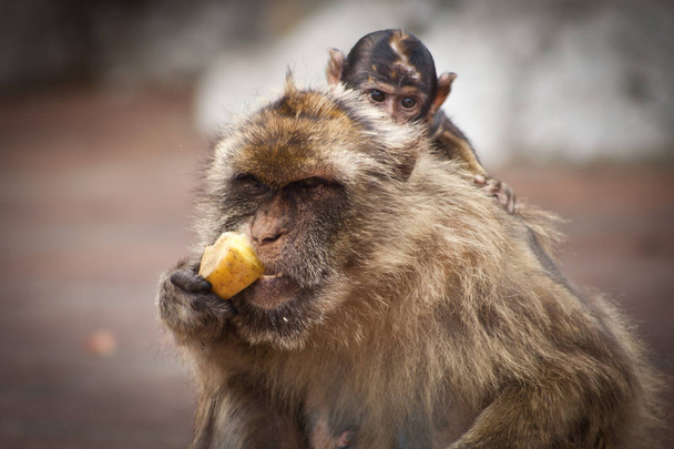 Lähikuva apina istuu vanhemman takana, iso apina syö hedelmiä
 - Valokuva, kuva