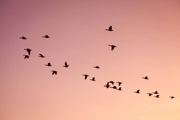 Flock liba - a színes rózsaszín, piros, lila napnyugtakor ég. - Fotó, kép