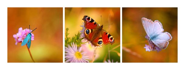 Colorido mosaico de algunas fotos hermosas con flores y mariposas sobre fondo borroso
 - Foto, Imagen