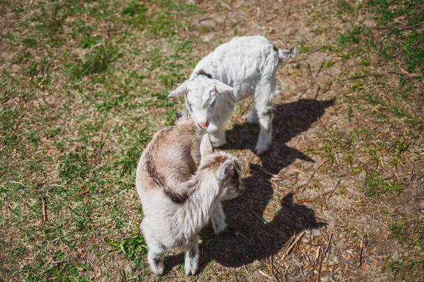 Two small lambs on green grass in the shape of the sign of yin and yang. Friendship sheep in the inn. - Foto, Imagen