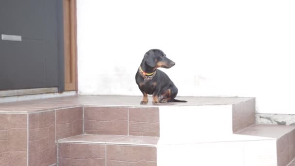 dachshund sits on the porch of the house, heard something, barks - Footage, Video