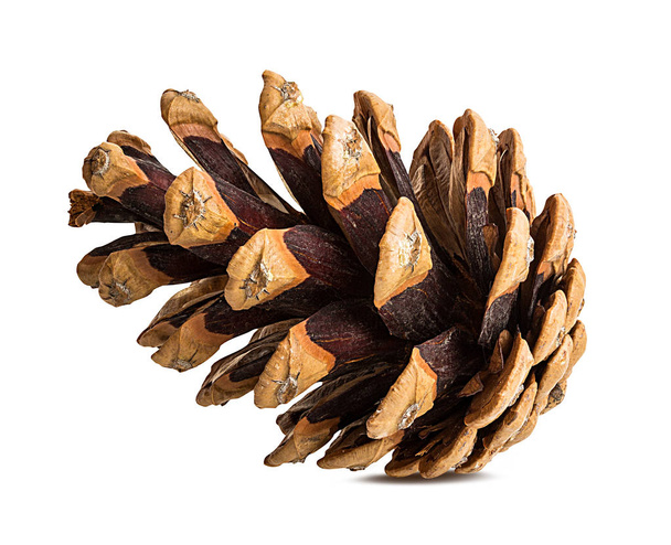 Pine cone on a white background - Photo, Image