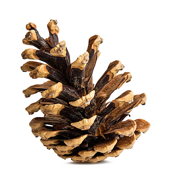 Pine cone on a white background - 写真・画像