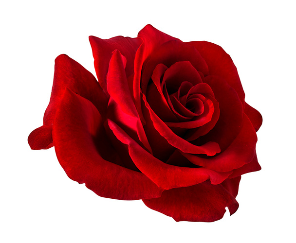 růže izolované na bílém pozadí - Fotografie, Obrázek