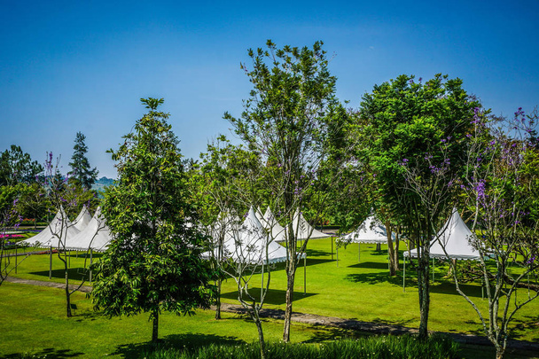 tenda branca no parque verde vazio com grande árvore verde - foto indonésia bogor
 - Foto, Imagem