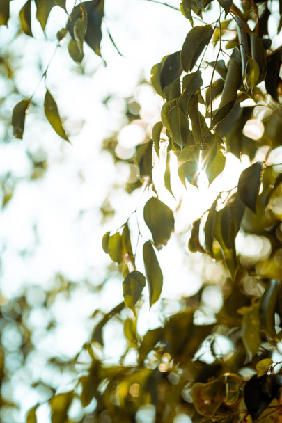 leaf sky with background - Фото, изображение