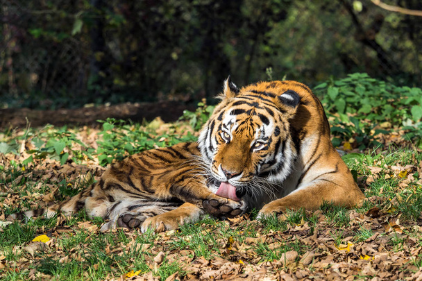 De Siberische tijger, Panthera tigris altaica is de grootste kat ter wereld. - Foto, afbeelding