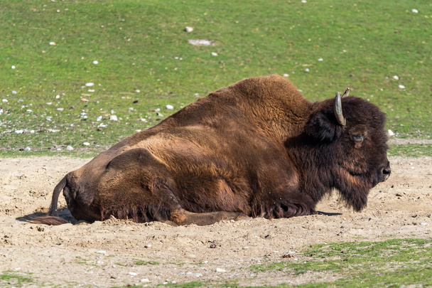 O bisão-americano ou simplesmente bisão, também conhecido como o búfalo-americano ou simplesmente búfalo, é uma espécie de bisonte norte-americana que já percorreu a América do Norte em vastos rebanhos.. - Foto, Imagem