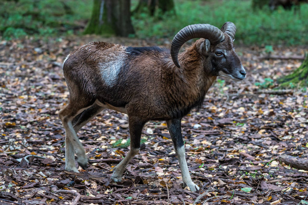 Avrupa muflonu ("Ovis orientalis musimon"), Mouflon türünün en batı ve en küçük alt türüdür.. - Fotoğraf, Görsel