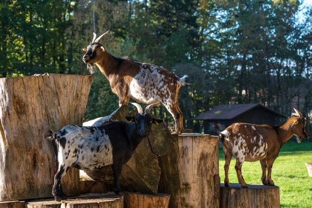 Вітчизняна коза, естрадний гірка Капра. Кози є одним з найстаріших одомашнених видів тварин, і їх використовують для молока, м'яса, хутра та шкур по всьому світу
. - Фото, зображення