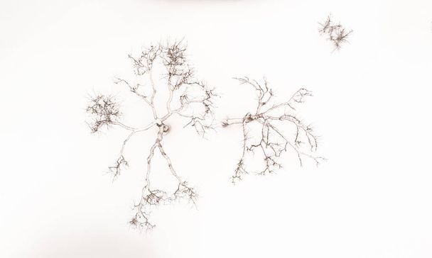 冬の美しいりんごの木の空撮 - 写真・画像