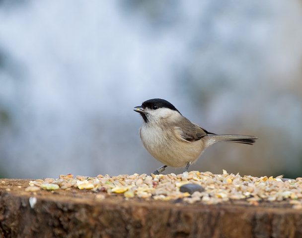 Marsh Tit with seed - Photo, Image