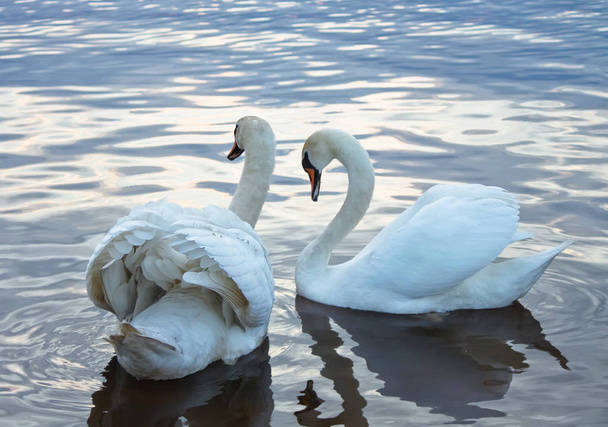 Two white swans swimming on a water - 写真・画像