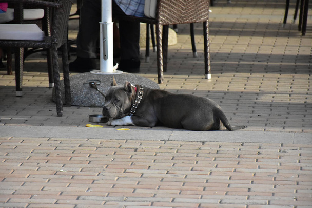 ein schöner Hund auf der Straße, - Foto, Bild
