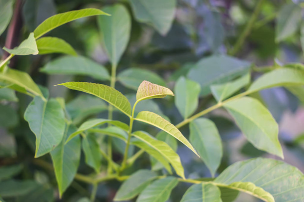 Πράσινα φύλλα της καρυδιάς στο καλοκαιρινό πάρκο. - Φωτογραφία, εικόνα