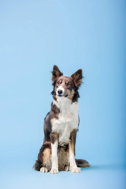 Trained Border Collie dog sitting on blue background - Φωτογραφία, εικόνα