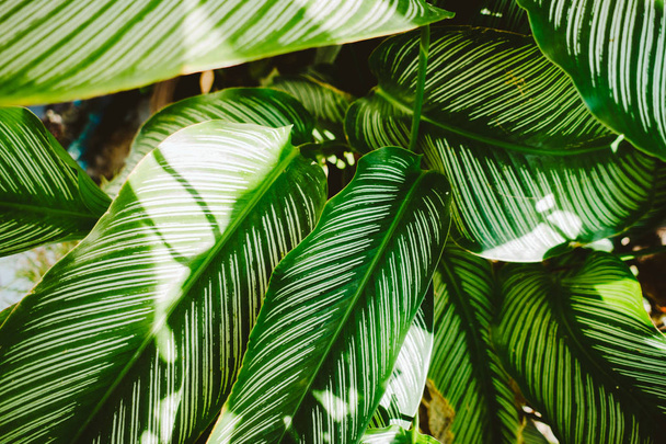 leaf pattern nature green background. - Foto, imagen