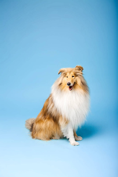 Trained Border Collie dog posing on blue background - Foto, Imagem