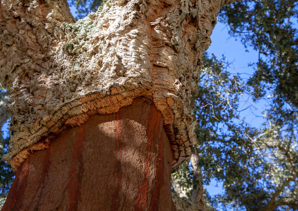 Detail view of a cork oak tree trunk in Alentejo Portugal - Photo, Image