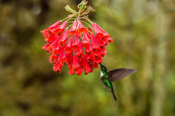 Γιακά inca αιωρείται δίπλα στο κόκκινο λουλούδι, τροπικό δάσος, Κολομβία, πουλί πιπίλισμα νέκταρ από τα λουλούδια στον κήπο, όμορφη κολιβρίων με προτεταμένο φτερά, φύση σκηνή άγριας φύσης, εξωτική περιπέτεια - Φωτογραφία, εικόνα