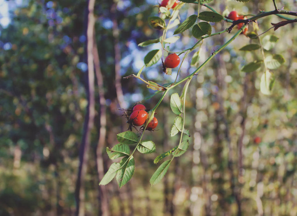 Rosa selvagem bagas vermelhas maduras à luz do sol
 - Foto, Imagem