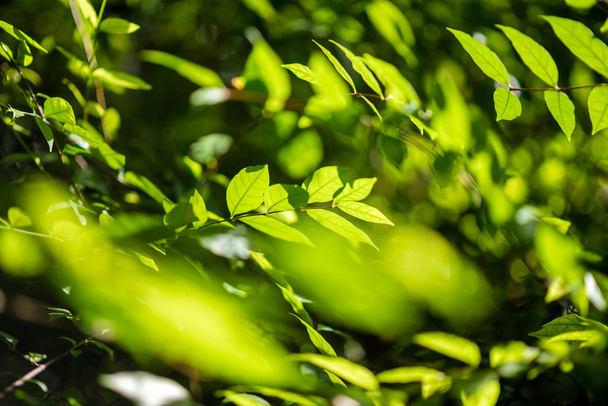 leaf pattern nature green background. - Photo, Image