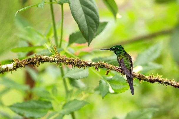 Empress brilliant sitting on branch, hummingbird from tropical forest,Colombia,bird perching,tiny beautiful bird resting on flower in garden,clear background,nature scene,wildlife, exotic adventure - Photo, Image