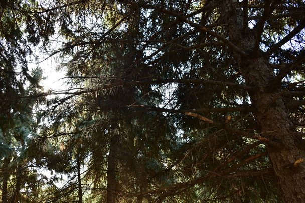 forest trees, nature and summer season  - Valokuva, kuva
