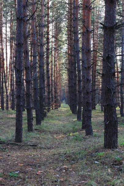 Forest, pines grow in the forest. - Fotó, kép