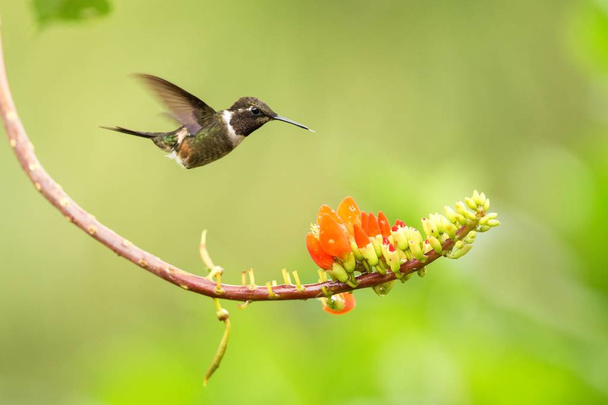 Μωβ-throated woodstar αιωρείται δίπλα στο πορτοκαλί λουλούδι, τροπικό δάσος, Κολομβία, πουλί πιπίλισμα νέκταρ από τα λουλούδια στον κήπο, όμορφη κολιβρίων με απλωμένα φτερά, φύση σκηνή άγριας φύσης - Φωτογραφία, εικόνα