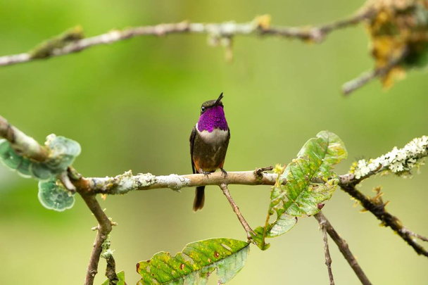 Purple-throated kolibries zittend op een tak, kolibrie uit tropisch woud, Colombia, bird kraanvogels, kleine mooie vogel rustend op bloem in Tuin, wissen van achtergrond, natuur, wildlife, exotische avontuur - Foto, afbeelding