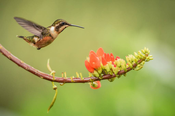 Purple-throated woodstar hovering next to orange flower,tropical forest, Colombia, bird sucking nectar from blossom in garden,beautiful hummingbird with outstretched wings,nature wildlife scene - Photo, Image