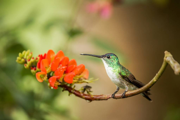 オレンジ色の花、熱帯林、コロンビアの花から蜜を吸うハチドリの枝の上に座ってエメラルド アンデス鳥の庭、自然の中で花に止まった、小さな美しい鳥します。 - 写真・画像