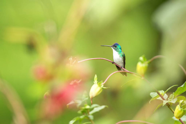 Western emerald zittend op een tak, kolibrie uit tropisch woud, Colombia, vogel zitstokken, kleine mooie vogel rustend op bloem in Tuin, kleurrijke achtergrond met bloemen, natuur scène, dieren in het wild - Foto, afbeelding