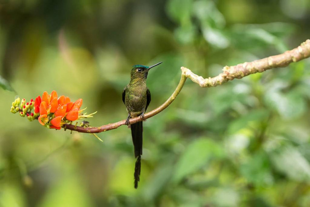Βιολέτα-tailed συλφίδα κάθεται στο υποκατάστημα, κολιμπρί από τροπικό δάσος, Κολομβία, πουλί κούρνιασμα, μικρό όμορφο πουλί που ακουμπά σε λουλούδι στον κήπο, σαφές υπόβαθρο, φύση, άγρια ζωή, εξωτική περιπέτεια - Φωτογραφία, εικόνα