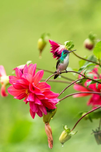 Andes emerald zittend op een tak, kolibrie uit tropisch woud, Colombia, vogel zitstokken, kleine mooie vogel rustend op bloem in Tuin, kleurrijke achtergrond met bloemen, natuur scène, dieren in het wild - Foto, afbeelding
