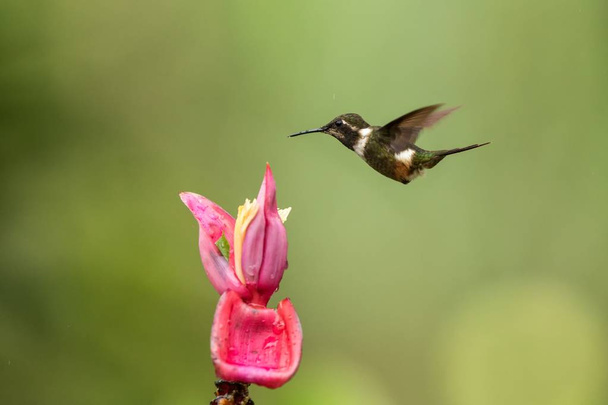 Μωβ-throated woodstar αιωρείται δίπλα στο ροζ λουλούδι, τροπικό δάσος, Κολομβία, πουλί πιπίλισμα νέκταρ από τα λουλούδια στον κήπο, όμορφη κολιβρίων με απλωμένα φτερά, φύση σκηνή άγριας φύσης - Φωτογραφία, εικόνα